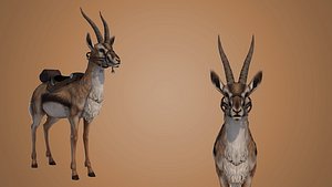 Gazelle Springbok 3D model
