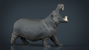 3d model hippopotamus