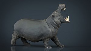 Hippopotamus