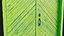 Old Doubledoors Yellow - PBR