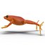 Mantella Frog 3D Model