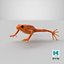 Mantella Frog 3D Model