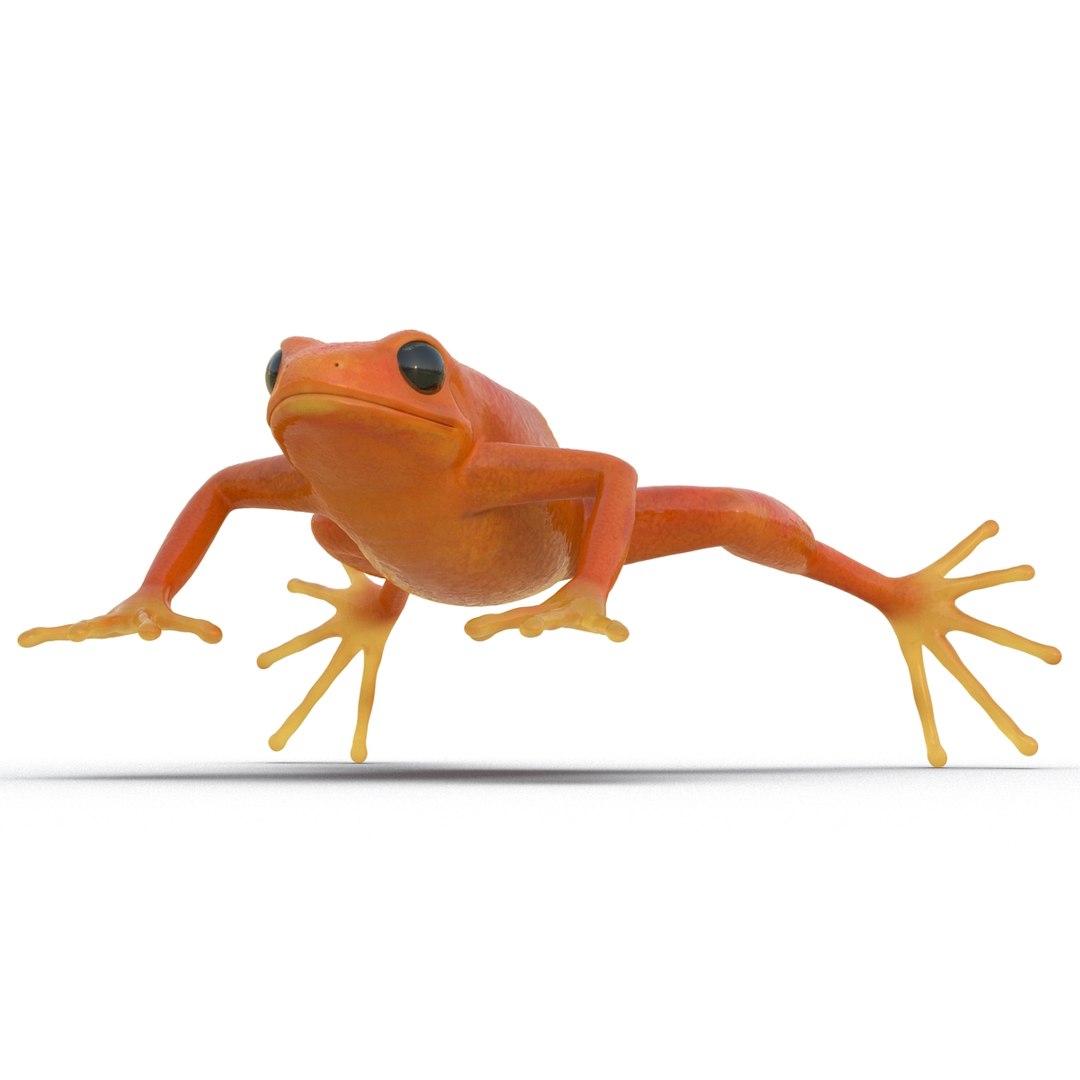 3d mantella frog https://p.turbosquid.com/ts-thumb/dw/dUp0ZK/CjVrTILL/mantellafrog3dmodel05/jpg/1452417064/1920x1080/fit_q87/adff3413dbf21d30bf8ac3c636a0615289a98f49/mantellafrog3dmodel05.jpg