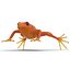 Mantella Frog 3D Model
