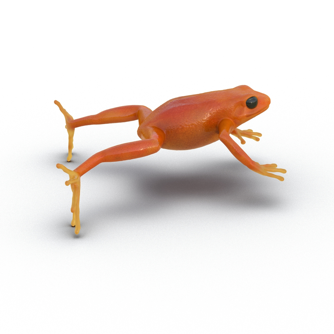 3d mantella frog https://p.turbosquid.com/ts-thumb/dw/dUp0ZK/DlSSBskV/mantella_frog_360/jpg/1452418580/1920x1080/turn_fit_q99/def7c3689fc1970a1314dc73d98d6626e84182f4/mantella_frog_360-1.jpg
