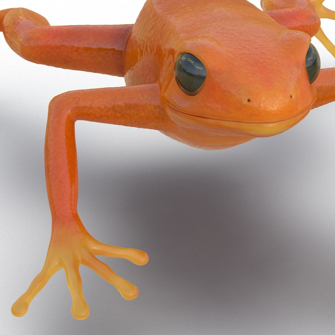 3d mantella frog https://p.turbosquid.com/ts-thumb/dw/dUp0ZK/G5g55FKU/mantellafrog3dmodel13/jpg/1452417064/1920x1080/fit_q87/e73b3f84c5d1a2ab87bdcda2f72a8acd434914c9/mantellafrog3dmodel13.jpg