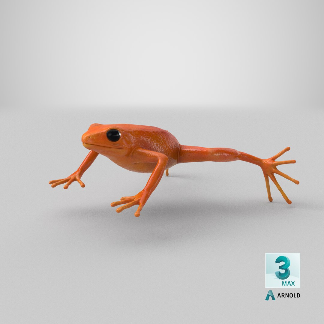 3d mantella frog https://p.turbosquid.com/ts-thumb/dw/dUp0ZK/VH/stemcell_max_arnold_render/png/1669111517/1920x1080/fit_q87/dbb031ed6065dd72d9c5bd0fa55097034ae176a1/stemcell_max_arnold_render.jpg