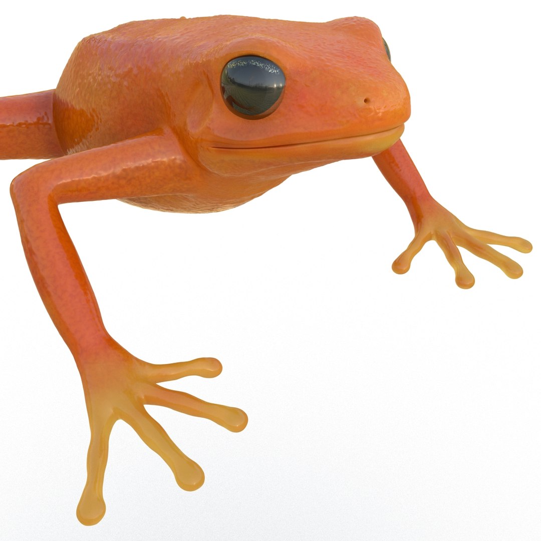 3d mantella frog https://p.turbosquid.com/ts-thumb/dw/dUp0ZK/c0P70SAy/mantellafrog3dmodel16/jpg/1452417065/1920x1080/fit_q87/9040ce23ee63640671049d90f52323e7a8dd3cb7/mantellafrog3dmodel16.jpg