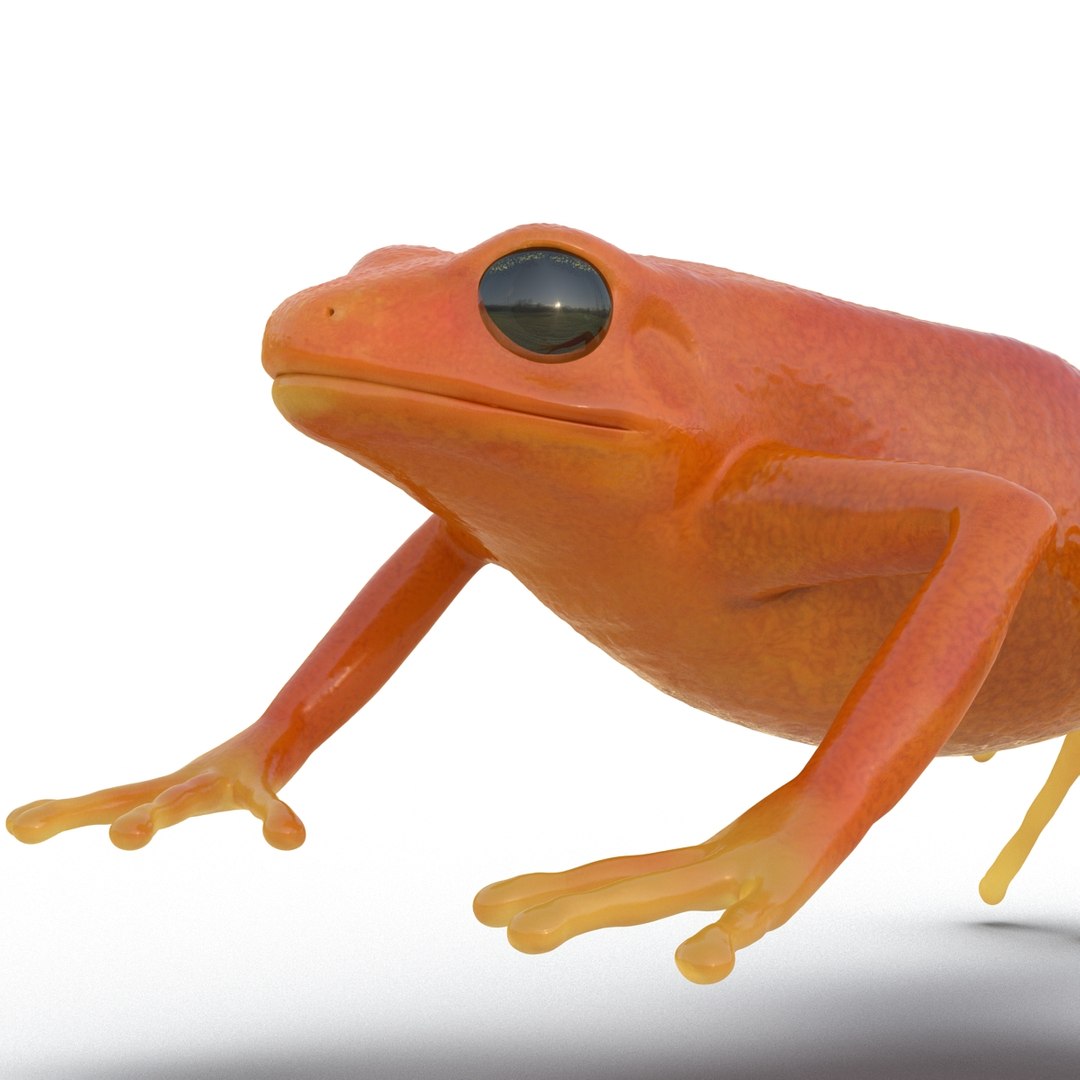 3d mantella frog https://p.turbosquid.com/ts-thumb/dw/dUp0ZK/ivZofPeU/mantellafrog3dmodel12/jpg/1452417064/1920x1080/fit_q87/42ac2da09e01a5a2a5eac79995639fd0fb1befad/mantellafrog3dmodel12.jpg