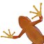 Mantella Frog 3D Model