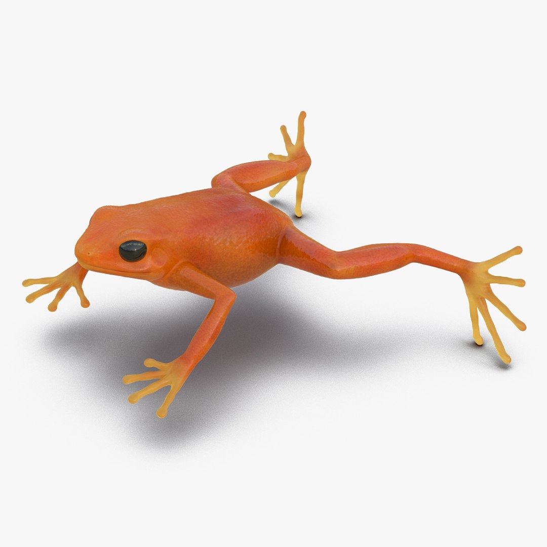 Mantella Frog 3D Model 3D model preview