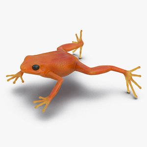 3d mantella frog