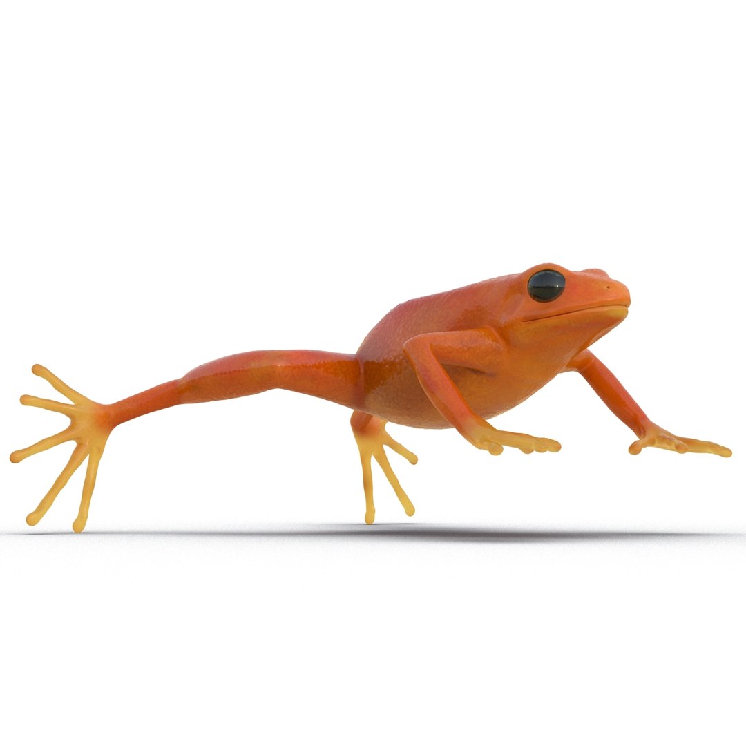 3d mantella frog https://p.turbosquid.com/ts-thumb/dw/dUp0ZK/smlkYIhb/mantellafrog3dmodel06/jpg/1452417064/1920x1080/fit_q87/e0441ab7ebd2c06e1ce3c63ba204d34de789f84b/mantellafrog3dmodel06.jpg