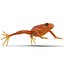 Mantella Frog 3D Model