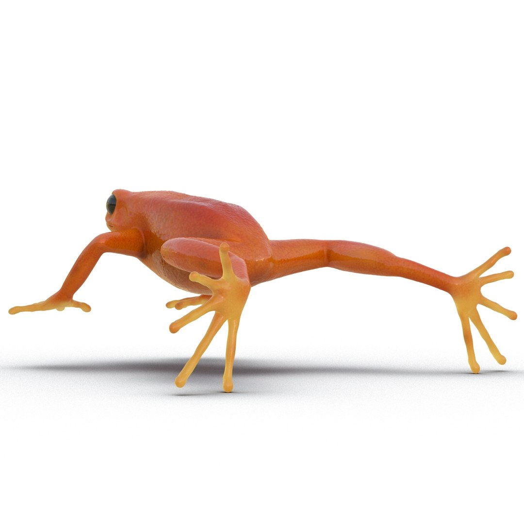 3d mantella frog https://p.turbosquid.com/ts-thumb/dw/dUp0ZK/t2mmW95w/mantellafrog3dmodel08/jpg/1452417064/1920x1080/fit_q87/03719a6f4d5e077ba5637345ab324494a629fb1a/mantellafrog3dmodel08.jpg