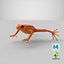 Mantella Frog 3D Model