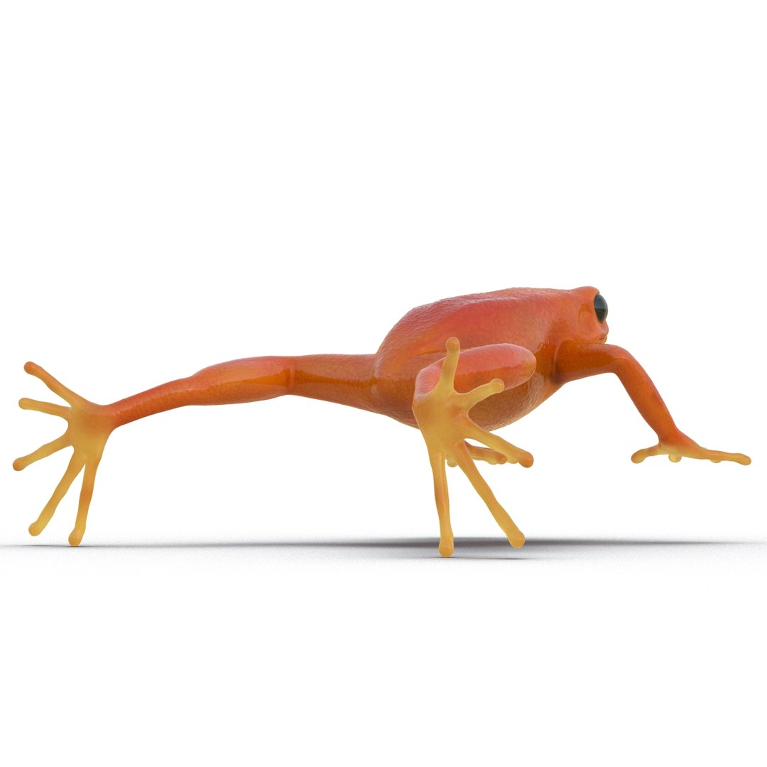 3d mantella frog https://p.turbosquid.com/ts-thumb/dw/dUp0ZK/zhs3niRK/mantellafrog3dmodel07/jpg/1452417064/1920x1080/fit_q87/730fb92b4ea9837e8f59028616ed3d41df3216fe/mantellafrog3dmodel07.jpg