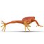 Mantella Frog 3D Model
