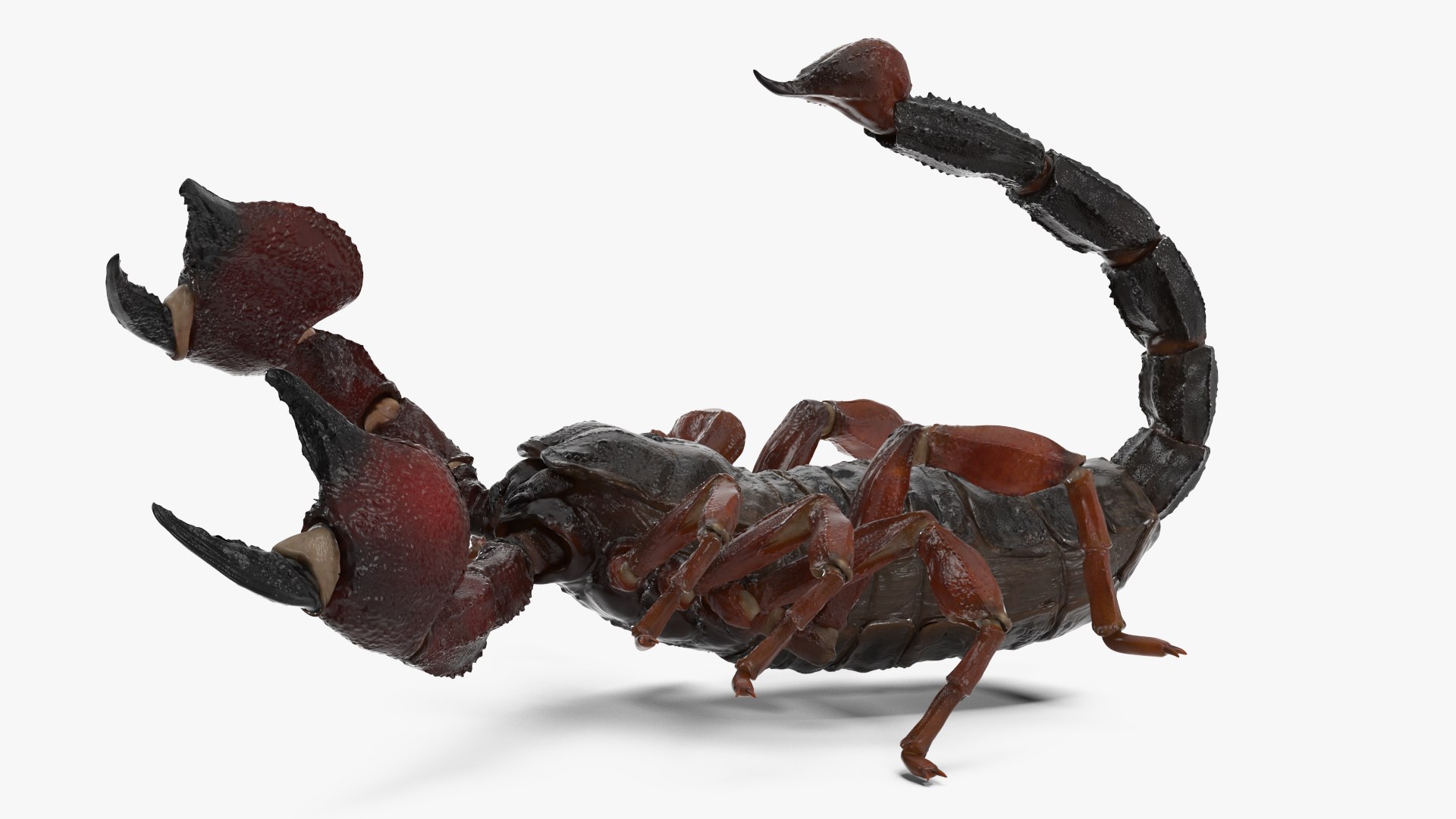 Walking Scorpion Animated Rigged 3D Model - TurboSquid 2407400