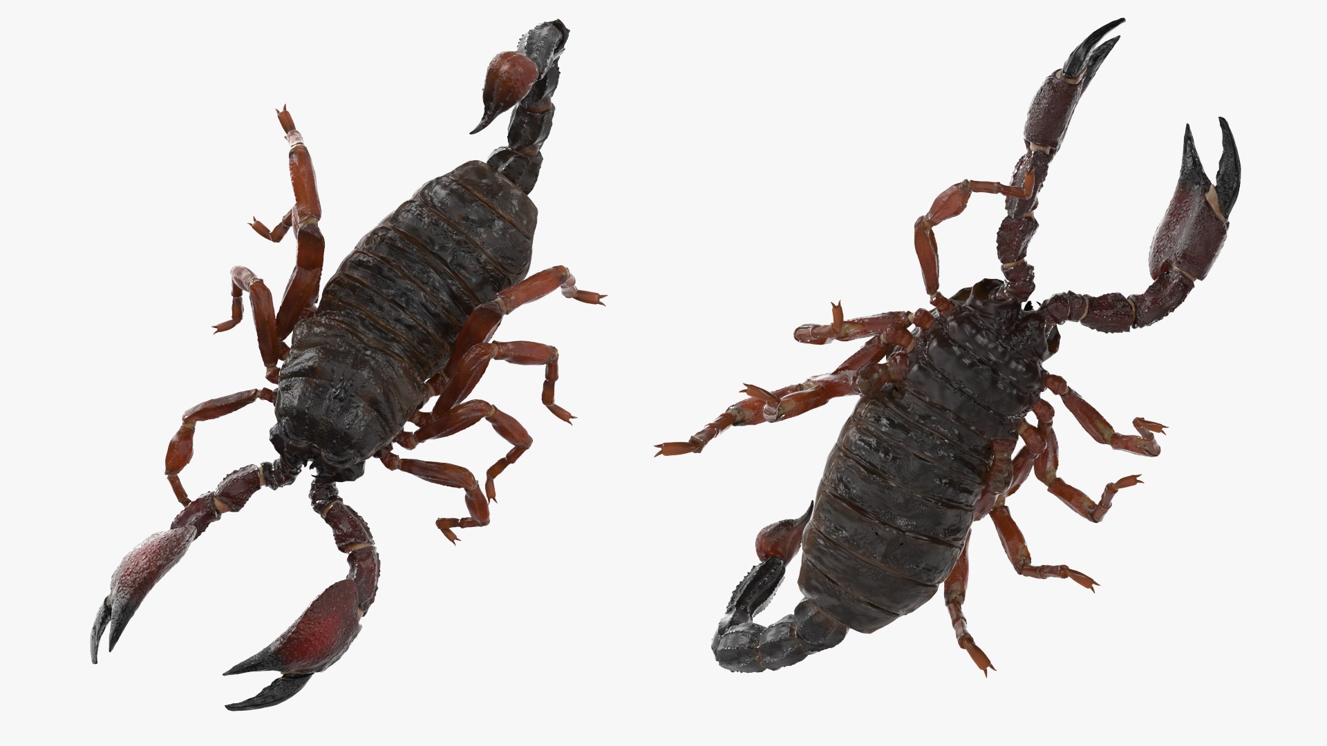 Walking Scorpion Animated Rigged 3D Model - TurboSquid 2407400