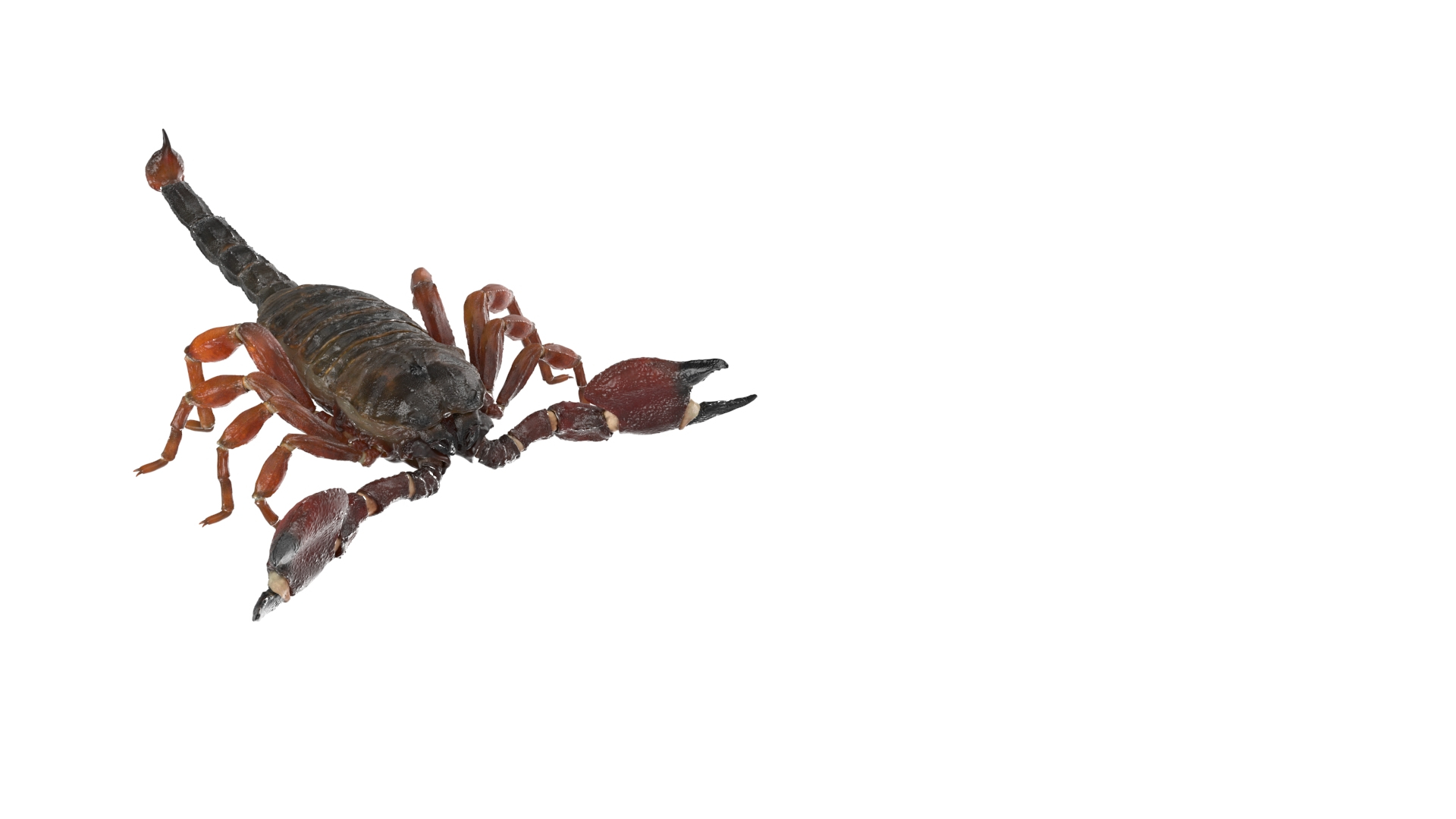 Walking Scorpion Animated Rigged 3D Model - TurboSquid 2407400