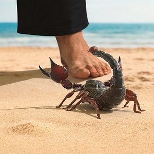 Walking Scorpion Animated Rigged 3D model
