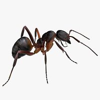 Red Ant Bug