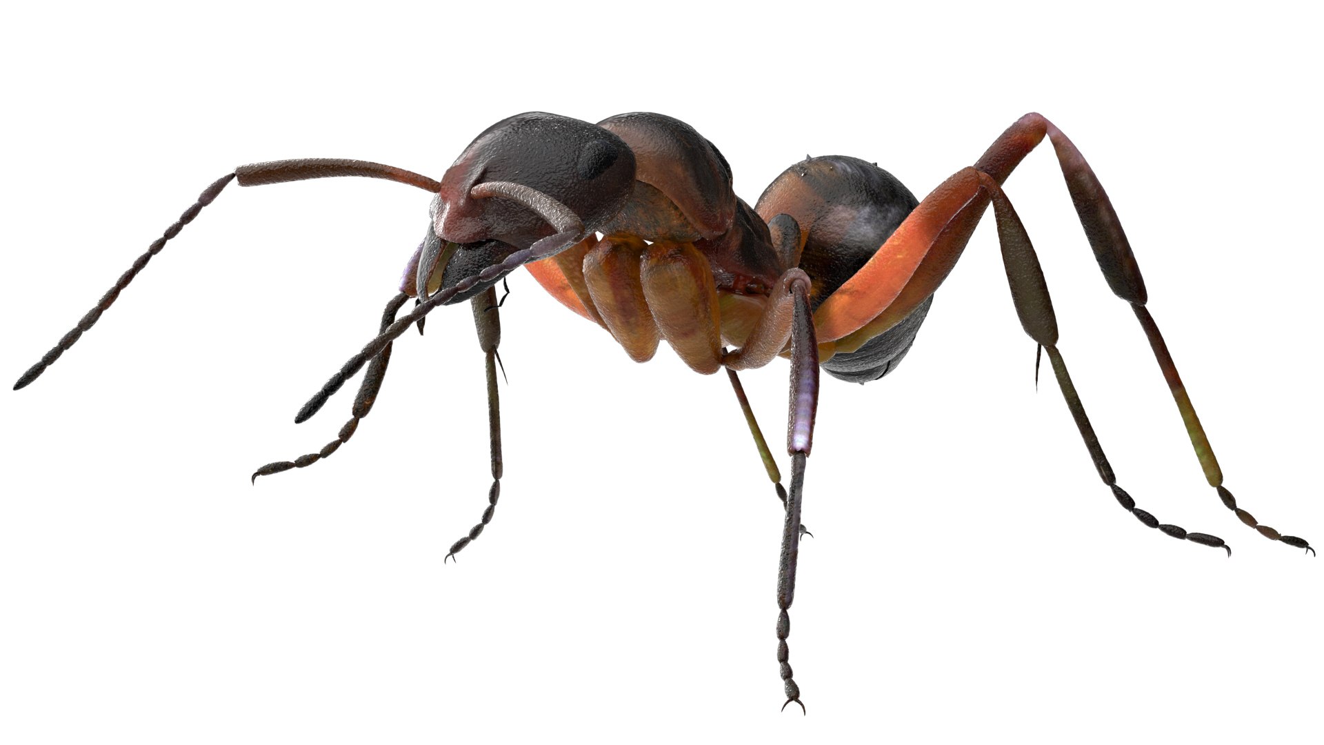 ant 3D https://p.turbosquid.com/ts-thumb/dw/m9eyPi/7FhYJrnn/19/jpg/1586505097/1920x1080/fit_q87/dd6918d840c4e970cda7173e345703e984a2436f/19.jpg
