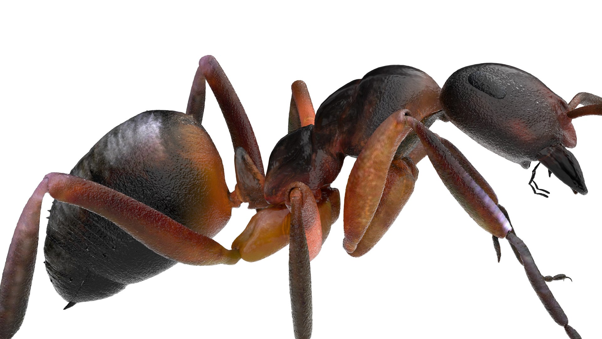 ant 3D https://p.turbosquid.com/ts-thumb/dw/m9eyPi/FAGxnk7S/10/jpg/1586505097/1920x1080/fit_q87/ed8c583c804b357b54f7eb85f5a54044e2815277/10.jpg