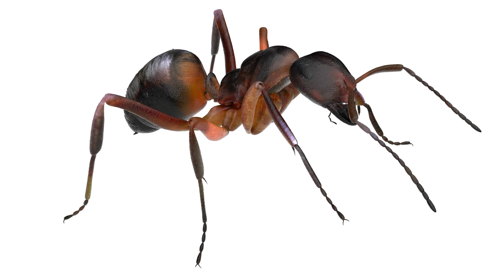 ant 3D https://p.turbosquid.com/ts-thumb/dw/m9eyPi/HByfSrOt/17/jpg/1586505097/1920x1080/fit_q87/e37441b70176793f027f9892457bbd187d6f25c6/17.jpg