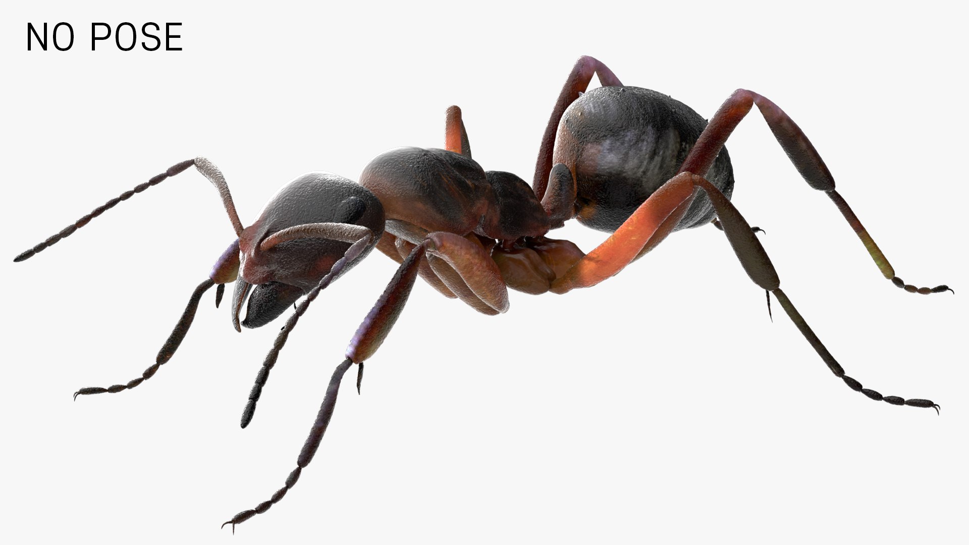 ant 3D https://p.turbosquid.com/ts-thumb/dw/m9eyPi/HF25ajb6/03/jpg/1586505276/1920x1080/fit_q87/3f91044099363ea49afd272e7370ac041221aa46/03.jpg