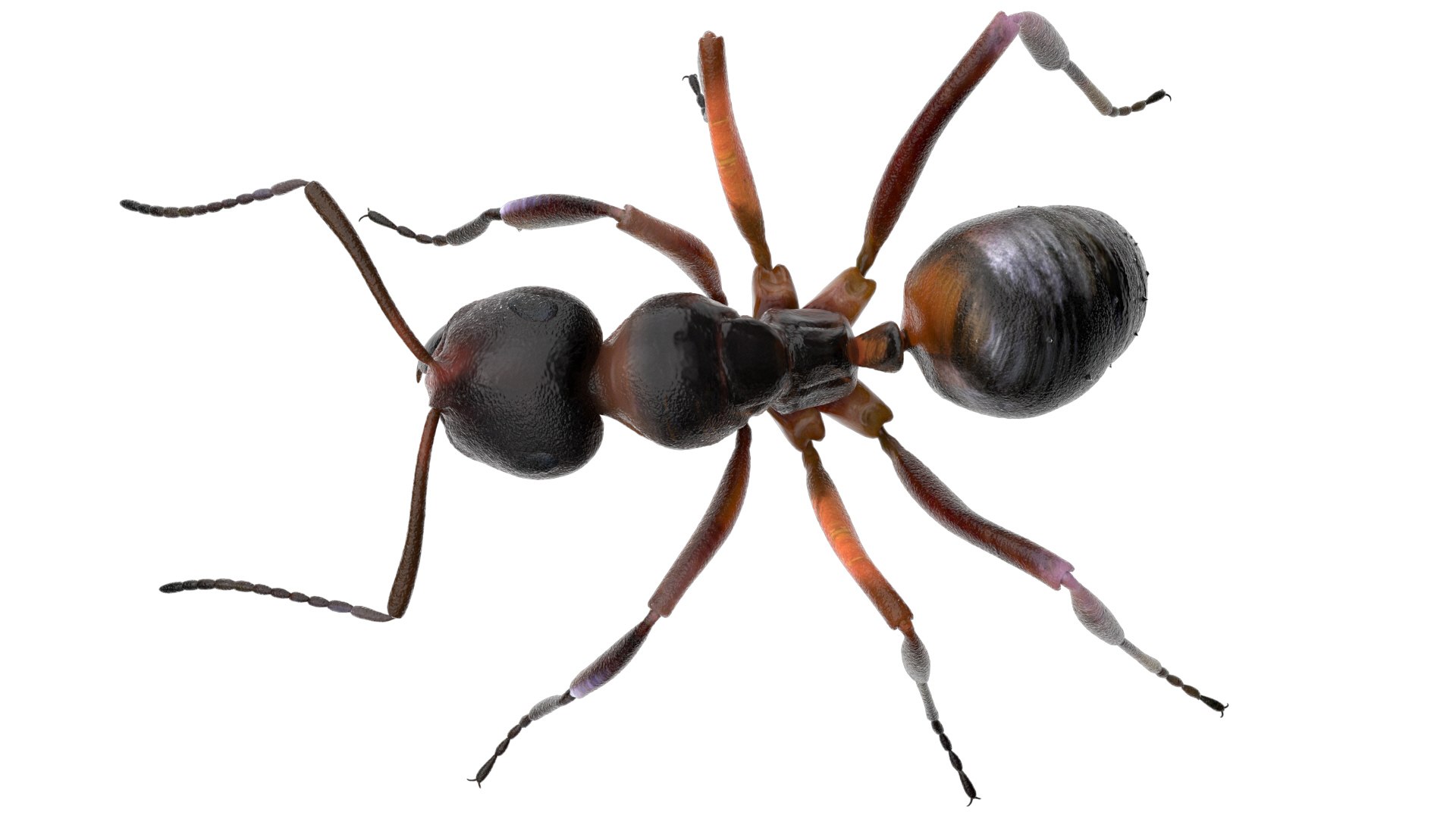 ant 3D https://p.turbosquid.com/ts-thumb/dw/m9eyPi/I7qgz127/11/jpg/1586505097/1920x1080/fit_q87/a0d26b5d32f8058ecb59505bb25ae356e201609c/11.jpg