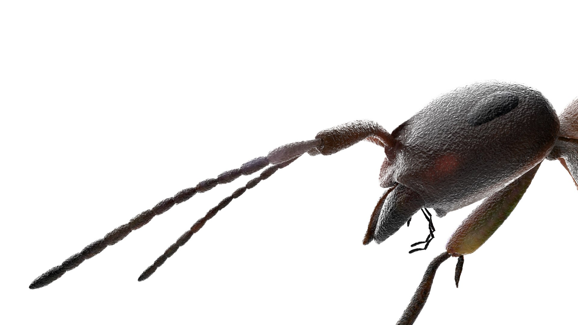 ant 3D https://p.turbosquid.com/ts-thumb/dw/m9eyPi/JdhBDZrD/09/jpg/1586505097/1920x1080/fit_q87/e524a1b0fdf13e4d67bd2bc75a46c7d13d4c6073/09.jpg