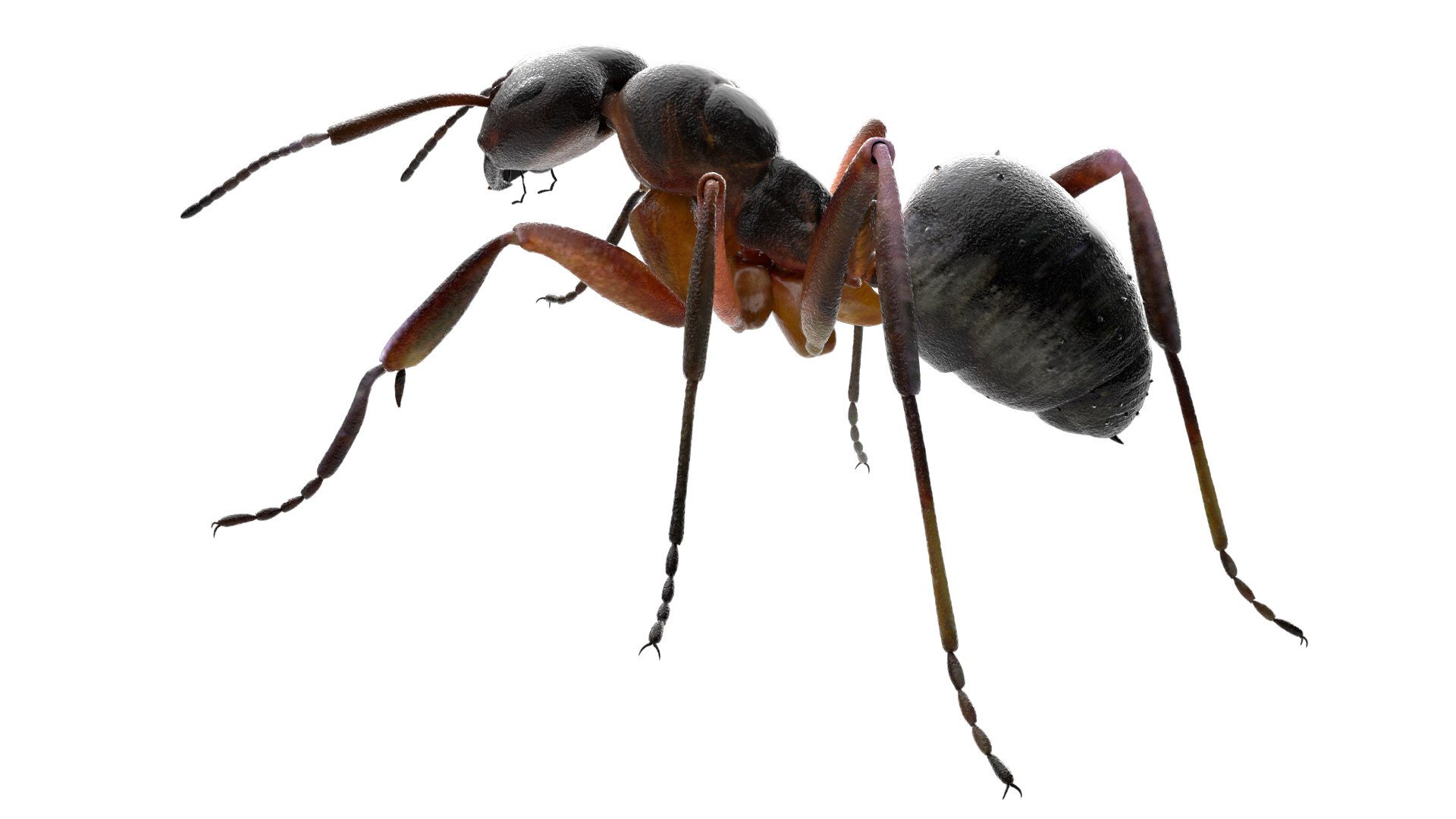 ant 3D https://p.turbosquid.com/ts-thumb/dw/m9eyPi/K14i4wHE/20/jpg/1586505097/1920x1080/fit_q87/7b7f7162ded4037fa3e8bb7024840083750a5b00/20.jpg