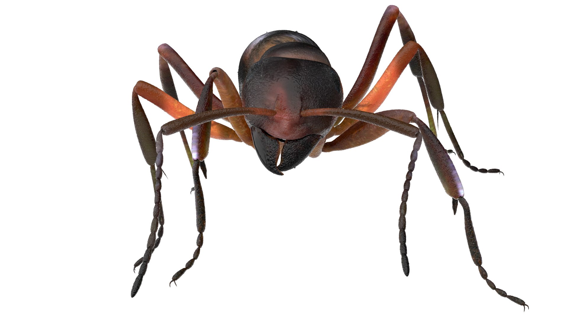 ant 3D https://p.turbosquid.com/ts-thumb/dw/m9eyPi/PzV9NCbC/18/jpg/1586505097/1920x1080/fit_q87/44c65fc3bf9ea927bf10e238d36afd236459253c/18.jpg