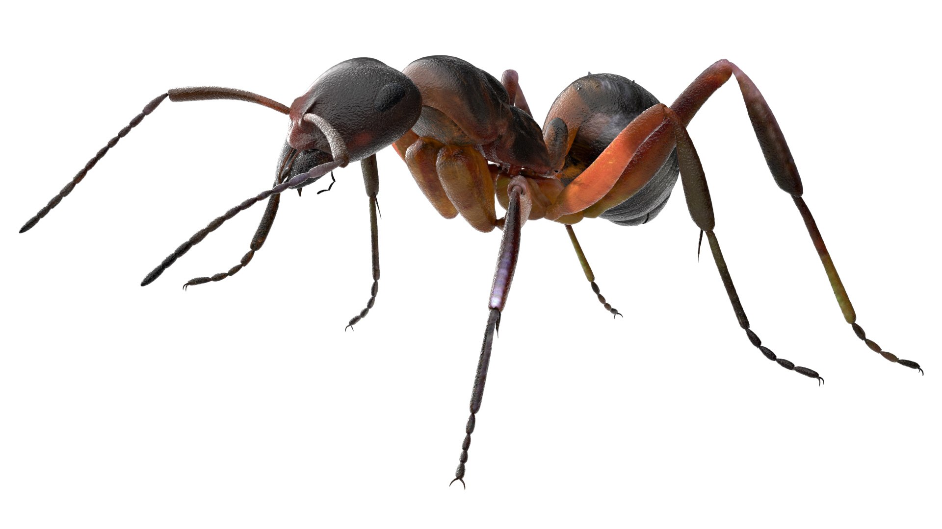 ant 3D https://p.turbosquid.com/ts-thumb/dw/m9eyPi/TlnmwGGH/04/jpg/1586505097/1920x1080/fit_q87/35fea7f598e54650bc1614adcd4a318465c296d6/04.jpg