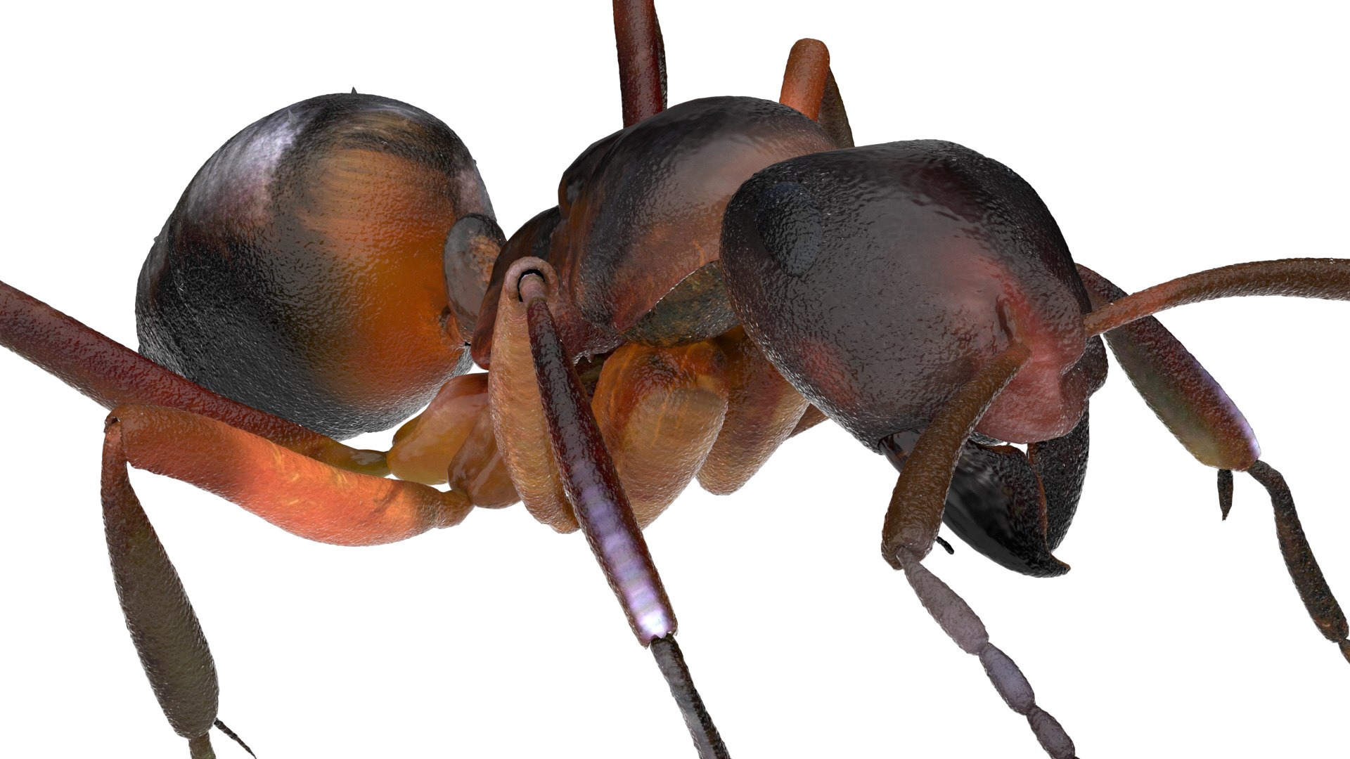 ant 3D https://p.turbosquid.com/ts-thumb/dw/m9eyPi/We4xvkDf/05/jpg/1586505097/1920x1080/fit_q87/f17c1751129604a324914d56129c3df1340c4e1f/05.jpg