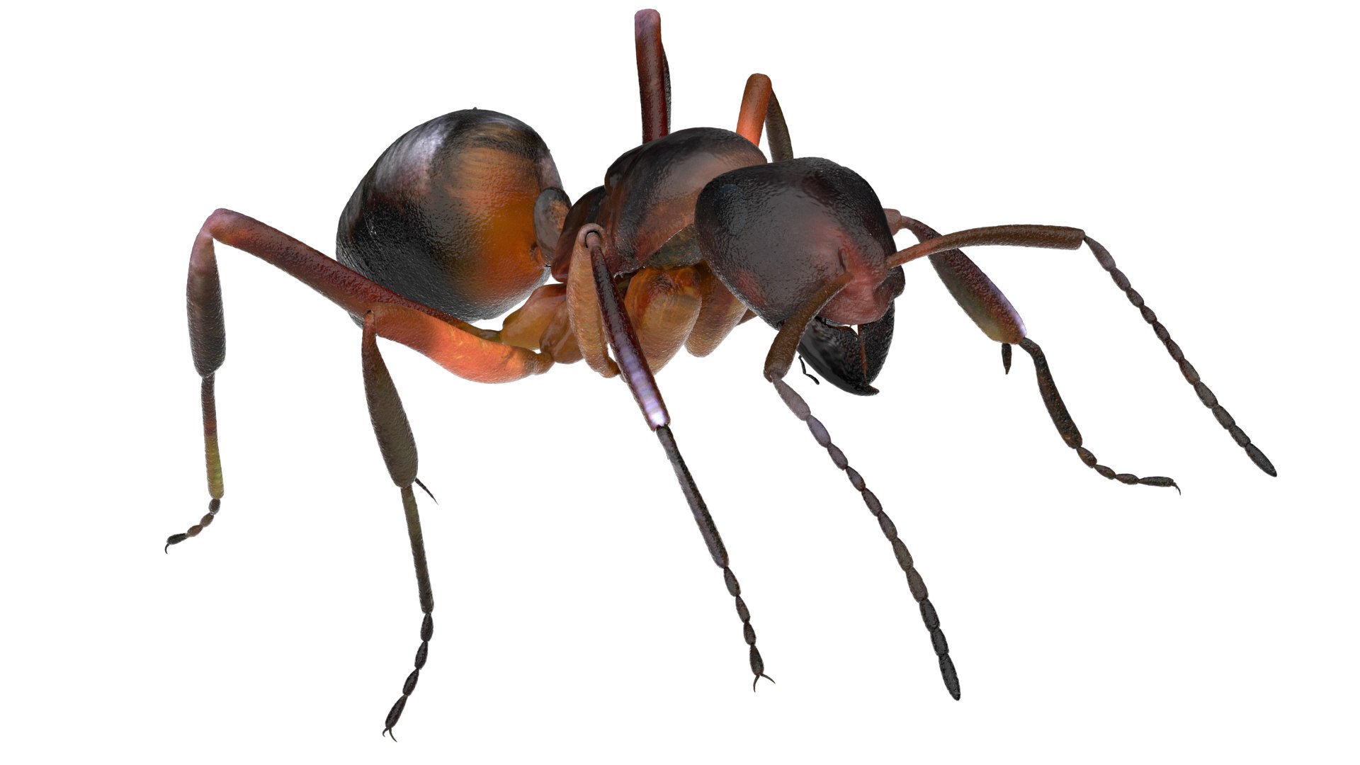 ant 3D https://p.turbosquid.com/ts-thumb/dw/m9eyPi/ZUl666bp/21/jpg/1586505097/1920x1080/fit_q87/9206a7e03b2c45cfd3ecb0185d7f8c4acbd73685/21.jpg