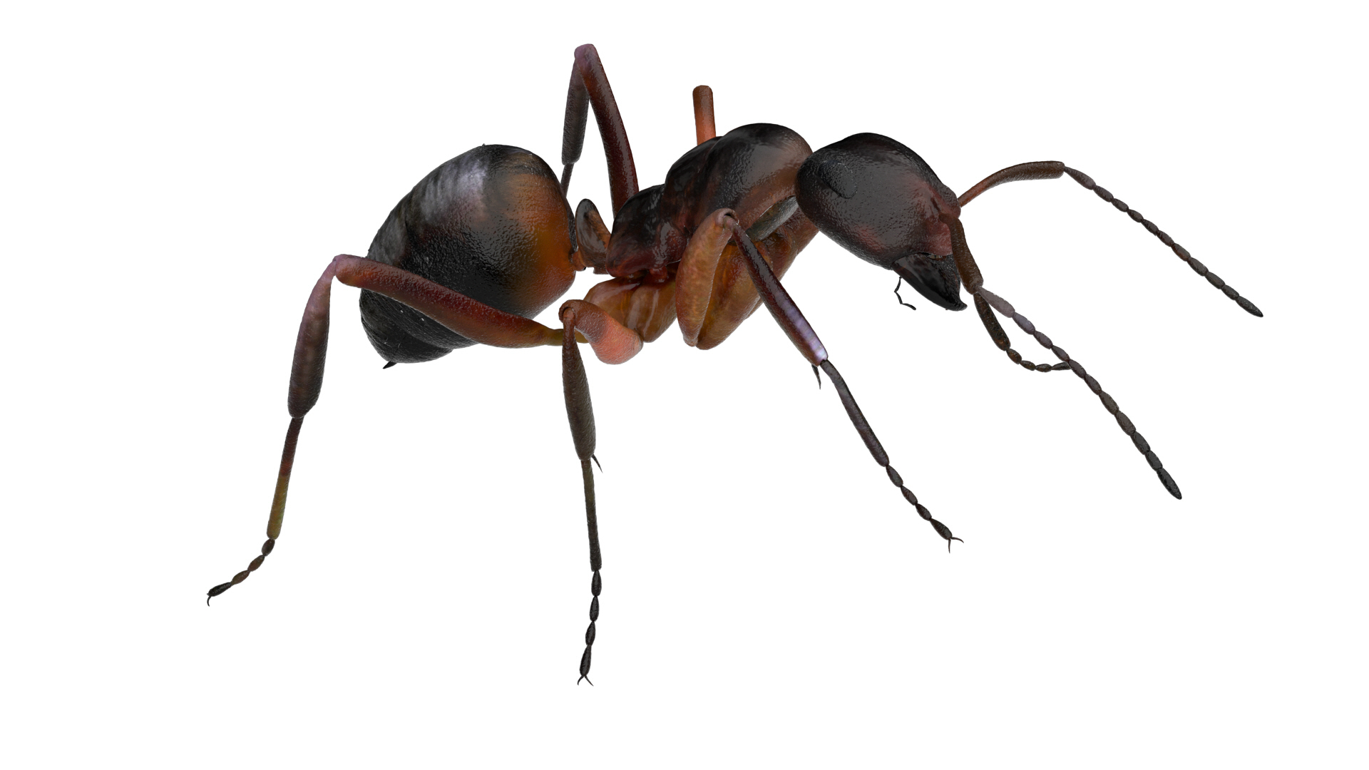ant 3D https://p.turbosquid.com/ts-thumb/dw/m9eyPi/et02fvjj/ant/jpg/1586505302/1920x1080/turn_fit_q99/b23be0be052b3c9356ce0bc8efcee49acded9cc9/ant-1.jpg
