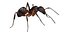 ant 3D