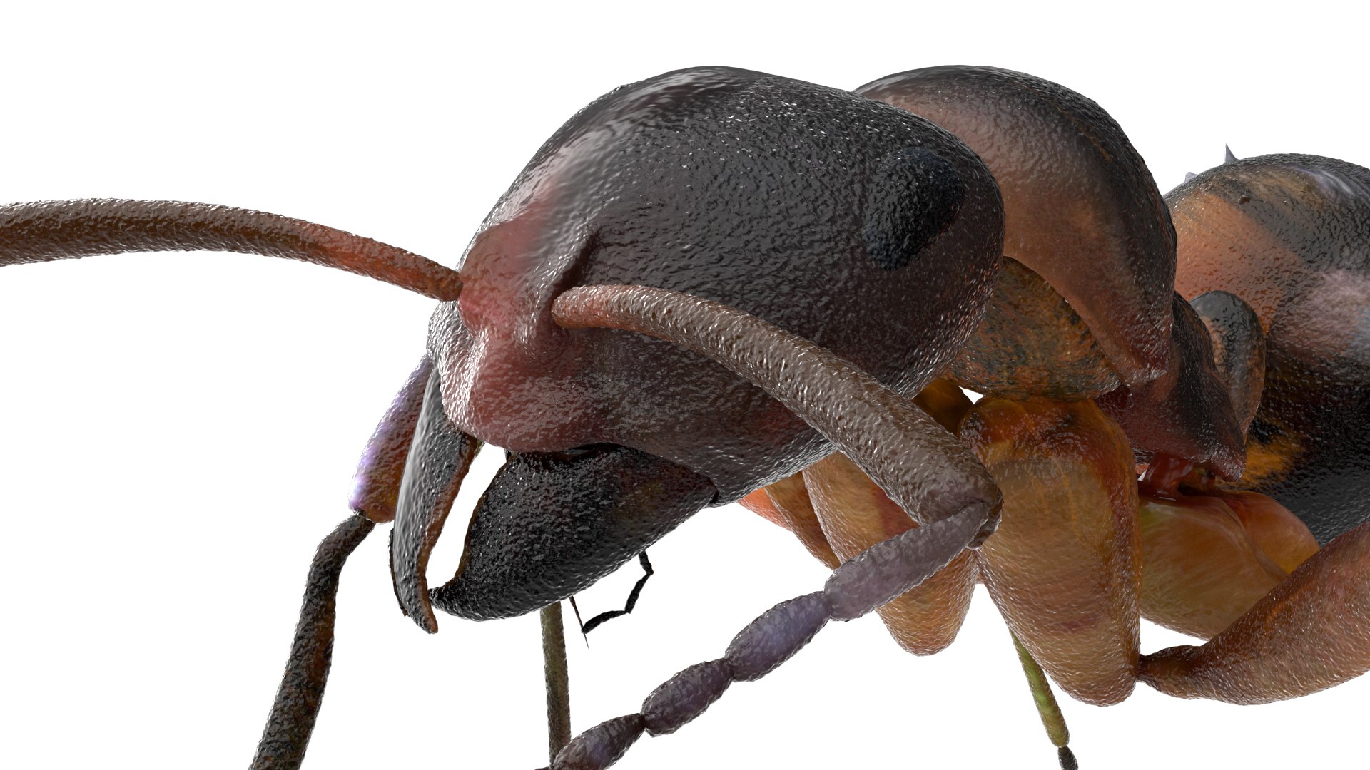 ant 3D https://p.turbosquid.com/ts-thumb/dw/m9eyPi/kc71MNBw/07/jpg/1586505097/1920x1080/fit_q87/1b3f72cb24e0b539d36e0348a9dcea3d8692adae/07.jpg