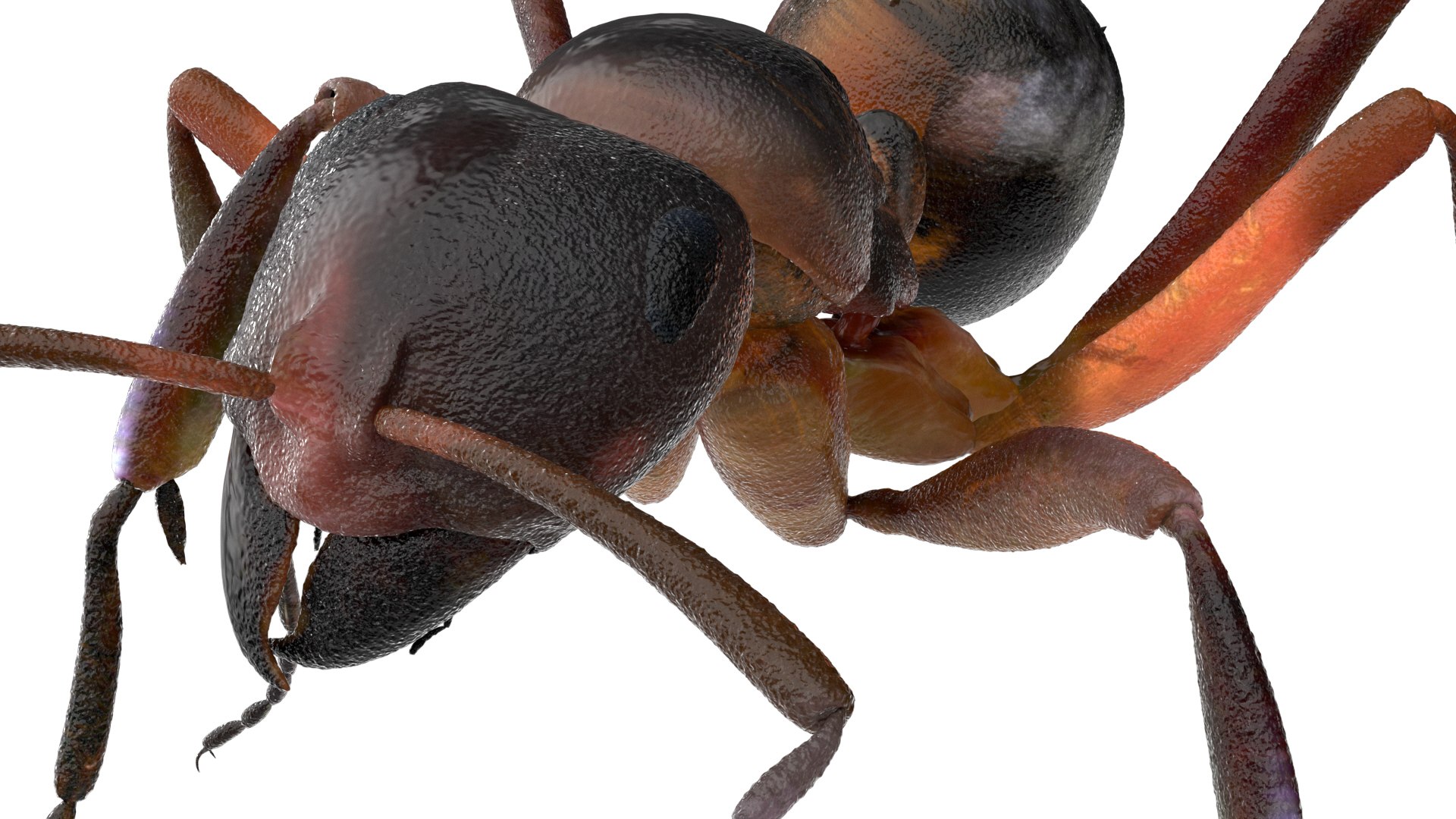 ant 3D https://p.turbosquid.com/ts-thumb/dw/m9eyPi/qY3Ns6eC/14/jpg/1586505097/1920x1080/fit_q87/35b4bd977b698ceeece7fc73f50198600e7fdb7f/14.jpg