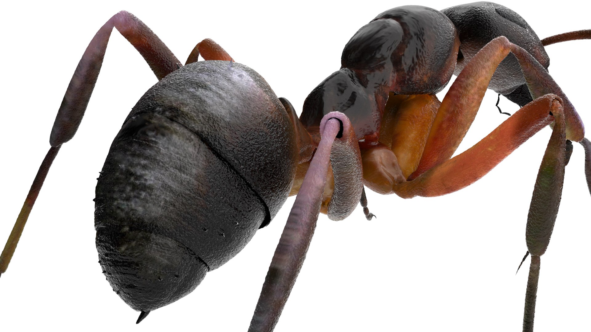 ant 3D https://p.turbosquid.com/ts-thumb/dw/m9eyPi/sNyV7de7/06/jpg/1586505097/1920x1080/fit_q87/1eee423e500a4f0f66715d8e3e8d1a15df6b5b8f/06.jpg