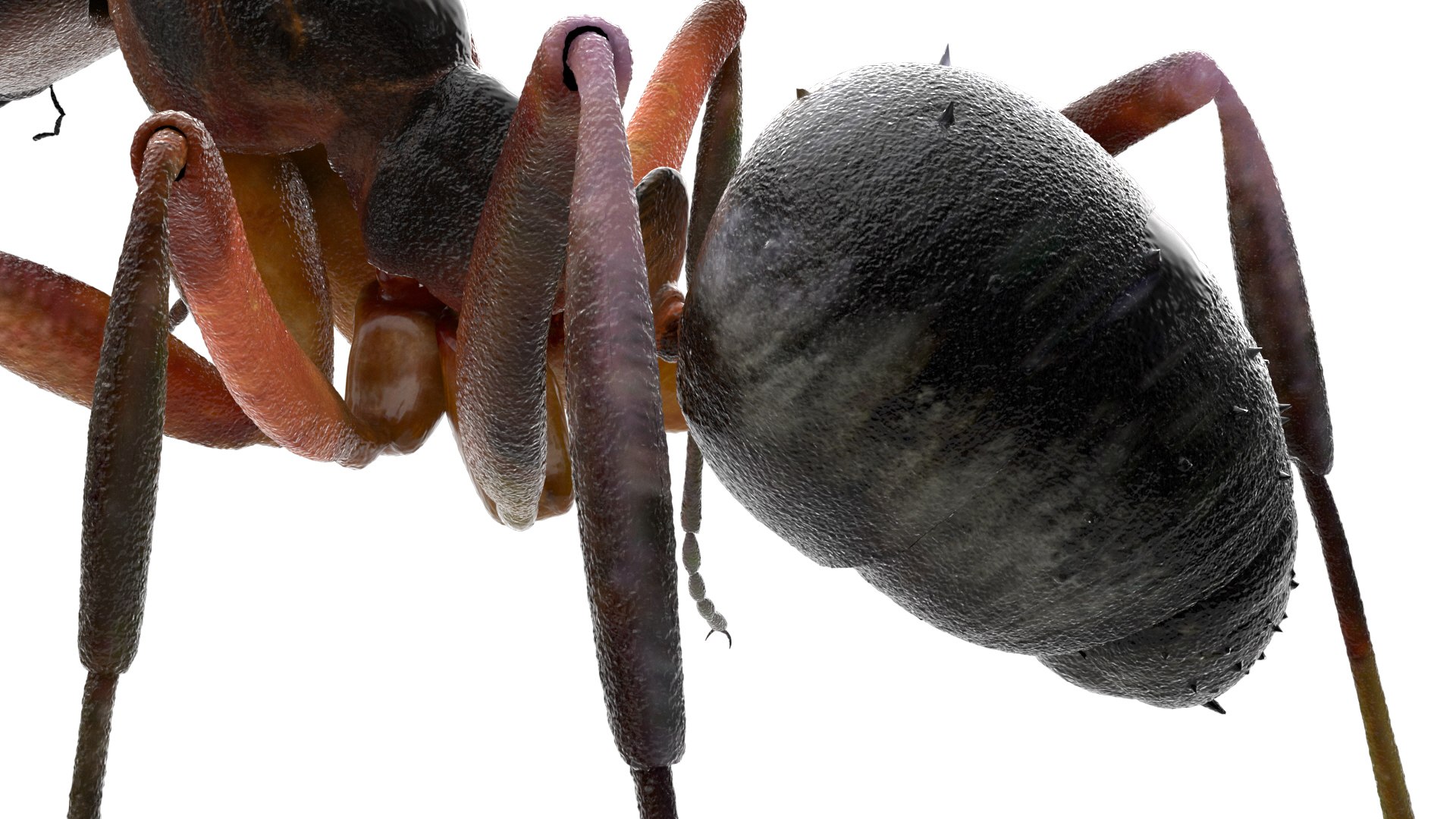 ant 3D https://p.turbosquid.com/ts-thumb/dw/m9eyPi/v4EPYdfS/15/jpg/1586505097/1920x1080/fit_q87/0f4832e0862facf6f423c1d81d1250a859a7b843/15.jpg