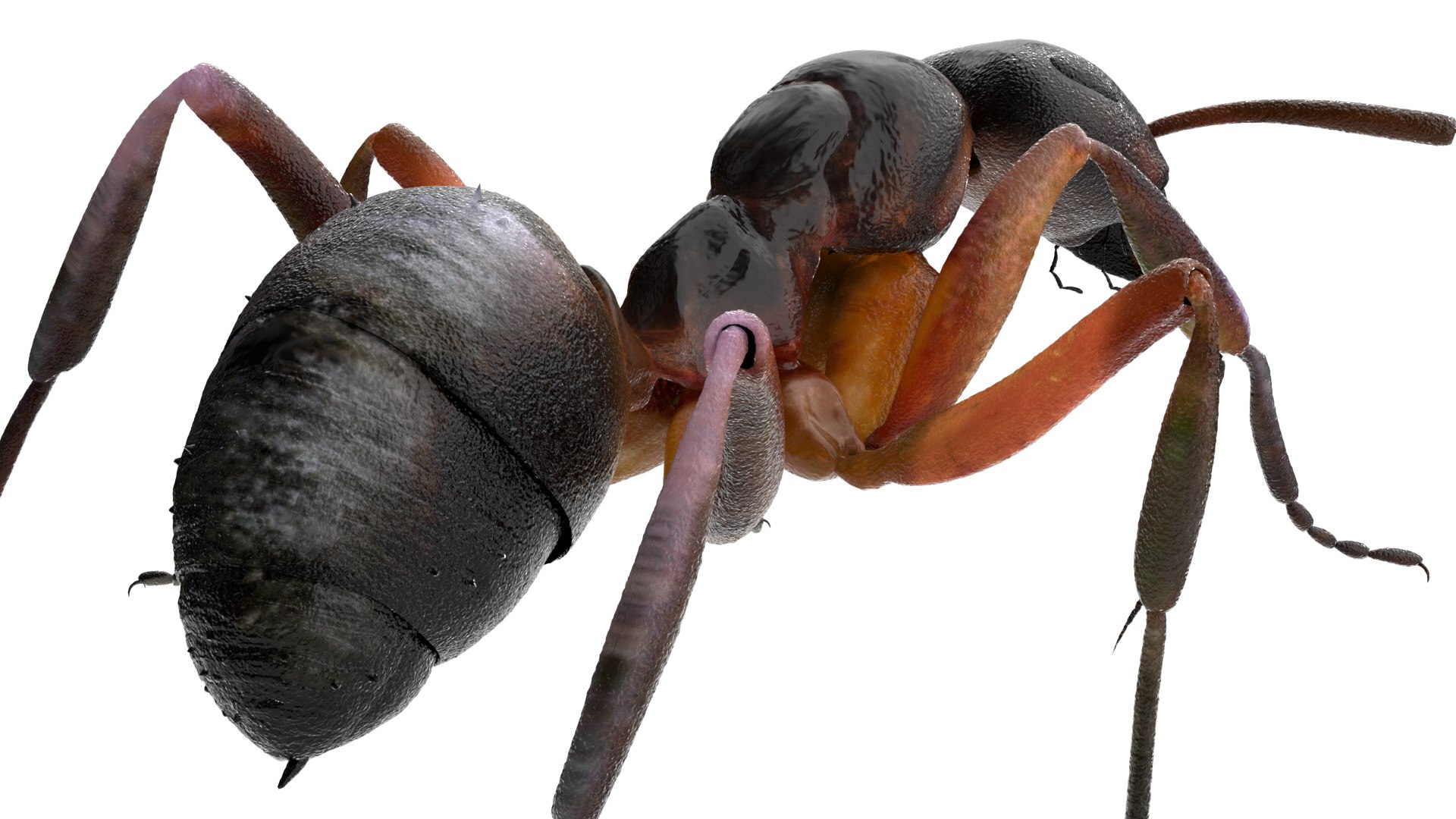 ant 3D https://p.turbosquid.com/ts-thumb/dw/m9eyPi/x17JBHYD/12/jpg/1586505097/1920x1080/fit_q87/6201d09b1e19b65845a1ea42964b57a62736ca22/12.jpg