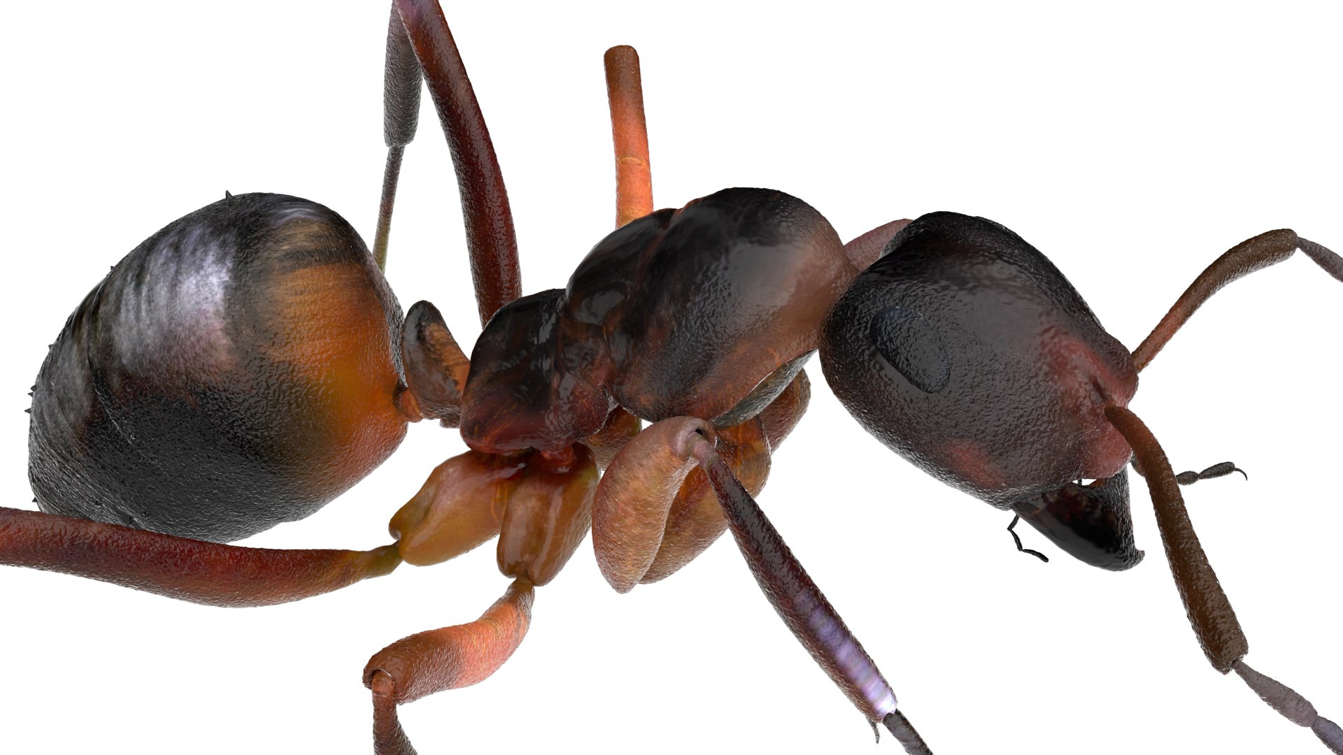ant 3D https://p.turbosquid.com/ts-thumb/dw/m9eyPi/zzRHPIvh/13/jpg/1586505097/1920x1080/fit_q87/30d42fe34fa610f12b972358dca4a9ef2d756113/13.jpg