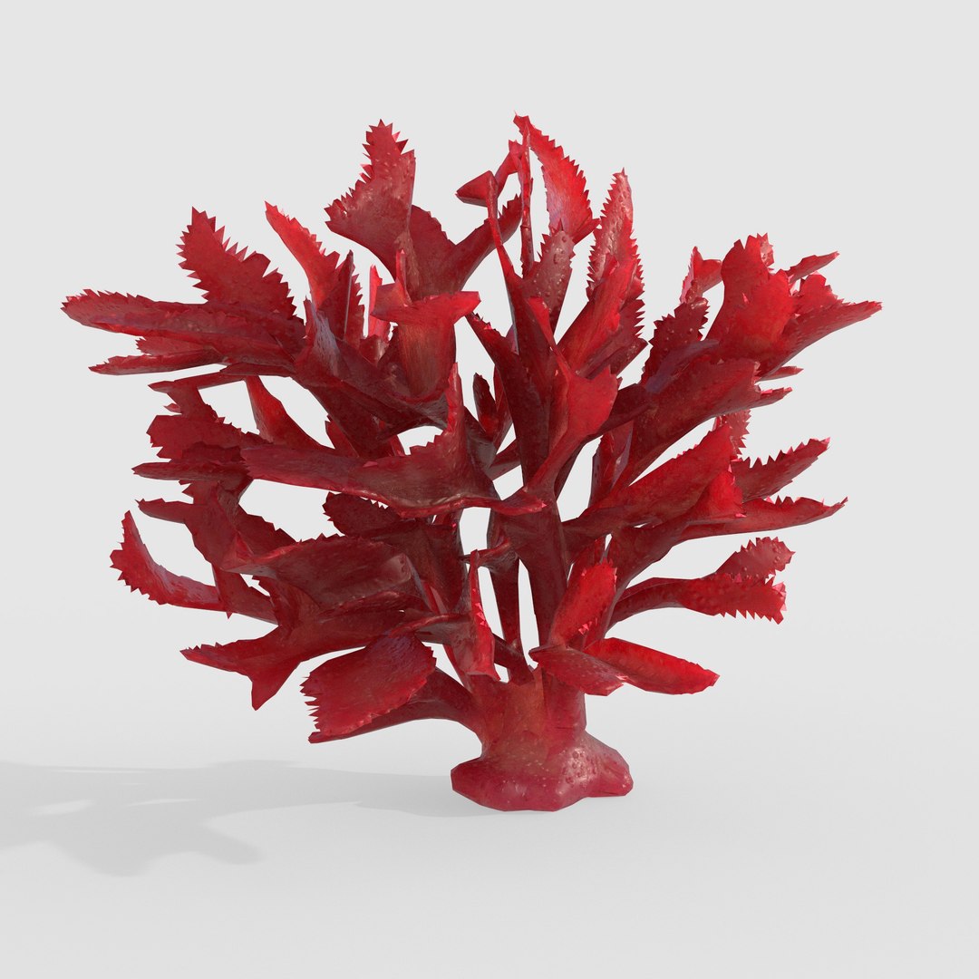 3D Photorealistic Seaweed Pack https://p.turbosquid.com/ts-thumb/dw/pZrGen/1q/1k/jpg/1776757546/1920x1080/fit_q87/b9848e81ffe13d963389ccf32c6b7eb78f07597f/1k.jpg