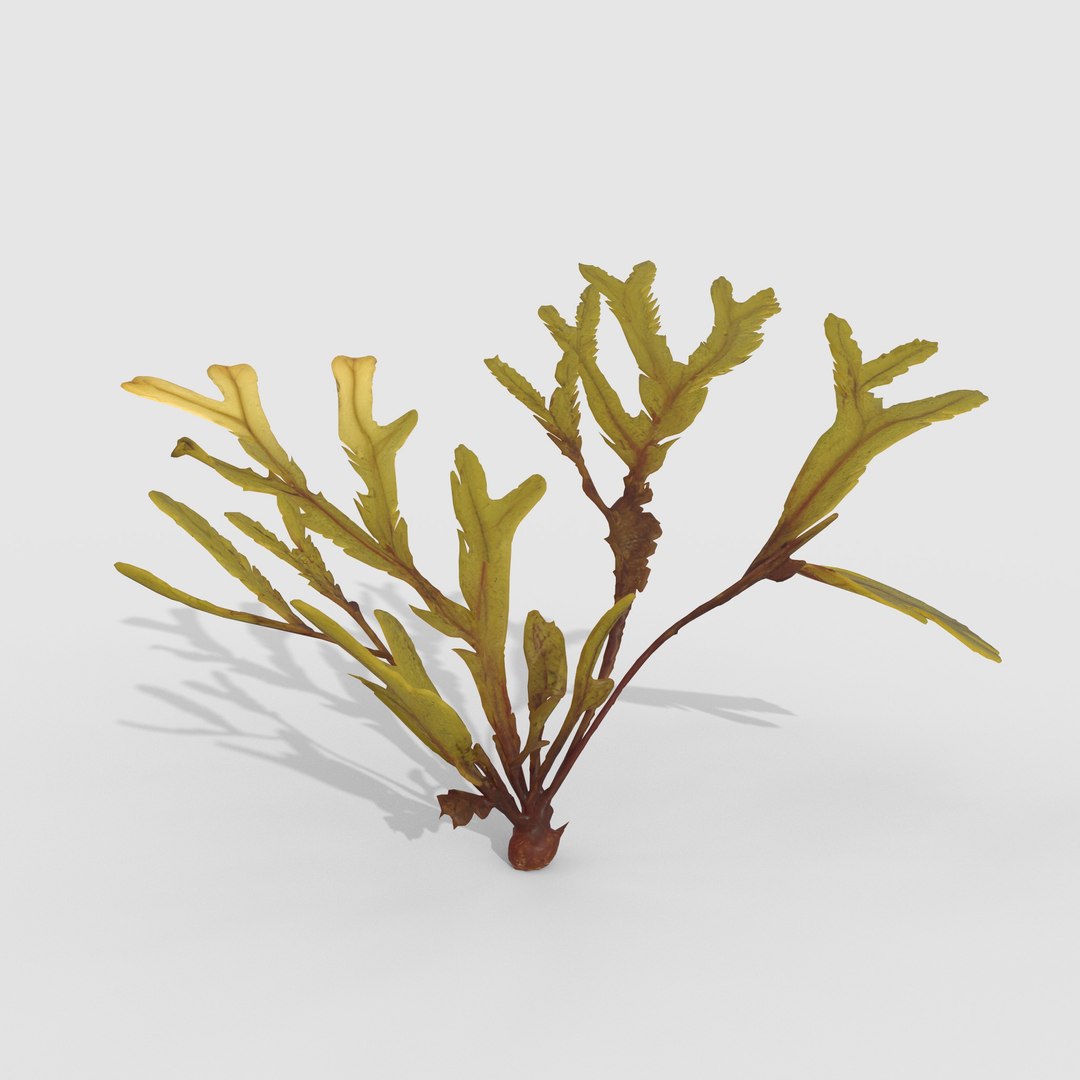 3D Photorealistic Seaweed Pack https://p.turbosquid.com/ts-thumb/dw/pZrGen/2H/1g/jpg/1776757514/1920x1080/fit_q87/812af95d4fe2f15907e94fb393194a97a8631741/1g.jpg