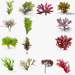 3D Photorealistic Seaweed Pack