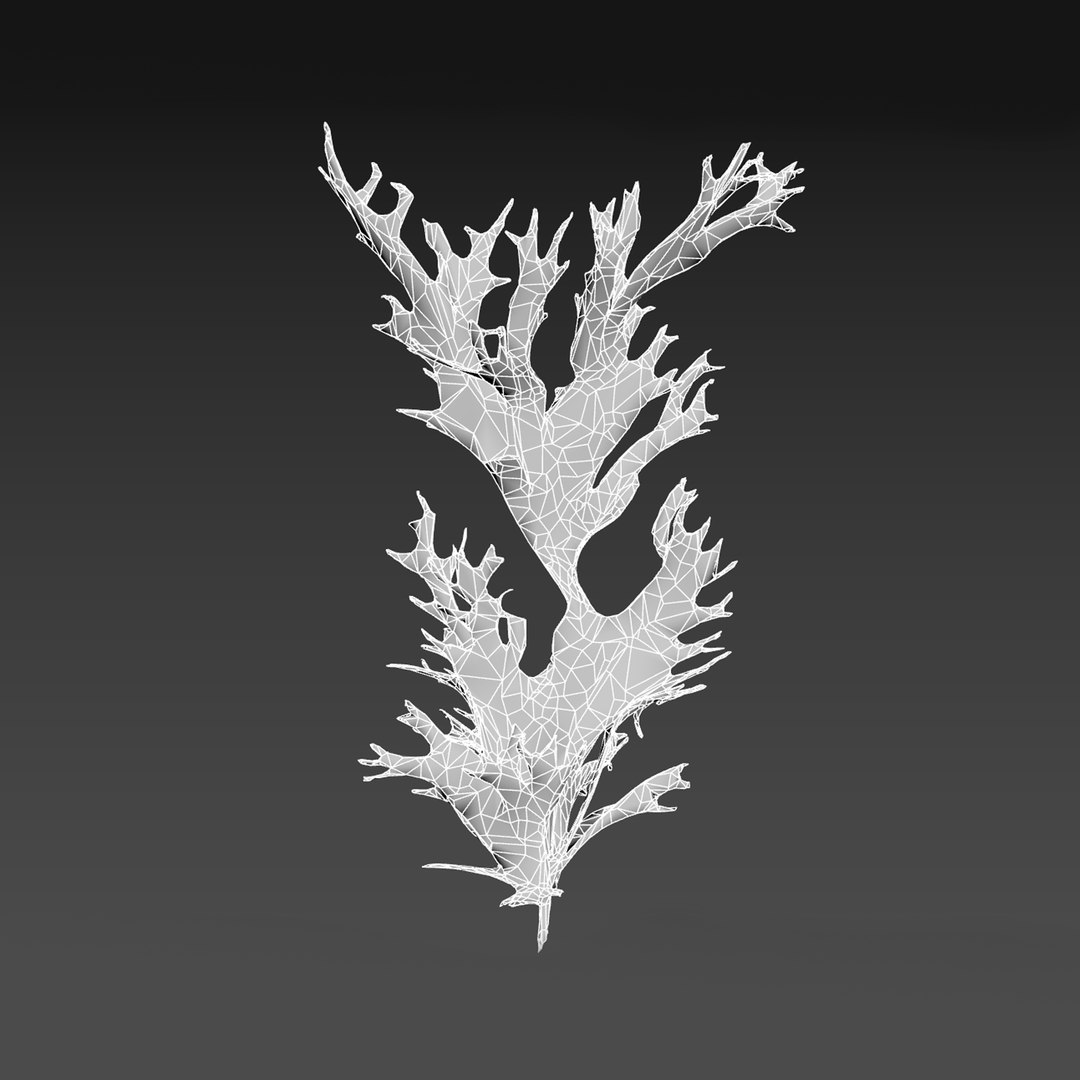 3D Photorealistic Seaweed Pack https://p.turbosquid.com/ts-thumb/dw/pZrGen/3x/wire/jpg/1776757417/1920x1080/fit_q87/f7ac37725697e0f6f01dd1ff8527a16505aaf595/wire.jpg